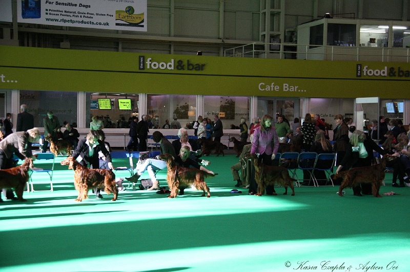 Crufts2011 022.jpg